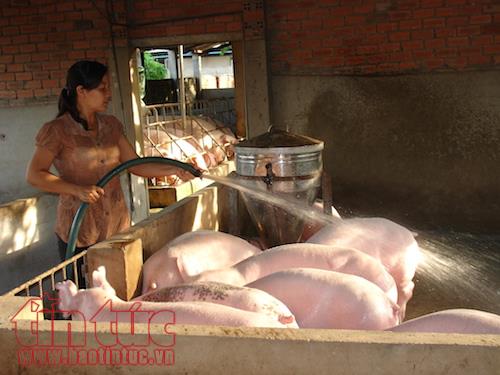 Tiêu thụ lợn đã tăng gấp 2 lần so thời điểm 'giải cứu' ảnh 1